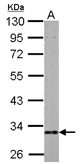 HIBADH Antibody - HIBADH antibody detects HIBADH protein by Western blot analysis.A. 30 ug PC-12 whole cell lysate/extract10 % SDS-PAGEHIBADH antibody  dilution: 1:1000