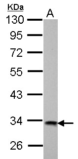 HIBADH Antibody - HIBADH antibody detects HIBADH protein by Western blot analysis. A. 30 ug GL261 whole cell lysate/extract7.5 % SDS-PAGEHIBADH antibody  dilution: 1:1000