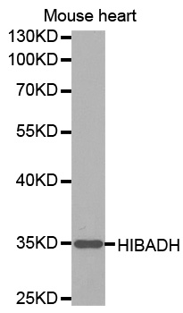 HIBADH Antibody - Western blot analysis of extracts of mouse heart tissue lines.