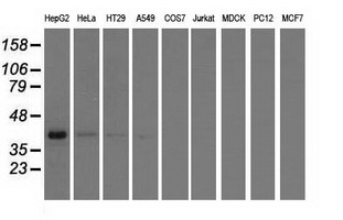 HIBCH Antibody - Western blot of extracts (35 ug) from 9 different cell lines by using anti-HIBCH monoclonal antibody.