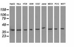 HIBCH Antibody - Western blot analysis of extracts (35ug) from 9 different cell lines by using anti-HIBCH monoclonal antibody.