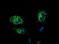 HIBCH Antibody - Anti-HIBCH mouse monoclonal antibody  immunofluorescent staining of COS7 cells transiently transfected by pCMV6-ENTRY HIBCH.