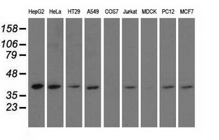 HIBCH Antibody - Western blot analysis of extracts (35ug) from 9 different cell lines by using anti-HIBCH monoclonal antibody.