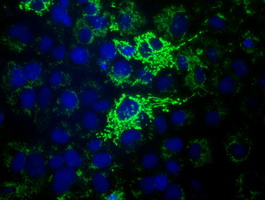 HIBCH Antibody - Anti-HIBCH mouse monoclonal antibody  immunofluorescent staining of COS7 cells transiently transfected by pCMV6-ENTRY HIBCH.