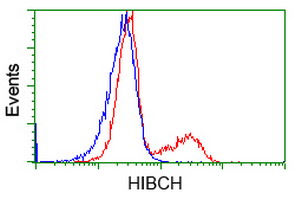 HIBCH Antibody - HEK293T cells transfected with either overexpress plasmid (Red) or empty vector control plasmid (Blue) were immunostained by anti-HIBCH antibody, and then analyzed by flow cytometry.