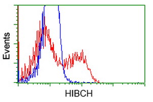 HIBCH Antibody - HEK293T cells transfected with either overexpress plasmid (Red) or empty vector control plasmid (Blue) were immunostained by anti-HIBCH antibody, and then analyzed by flow cytometry.
