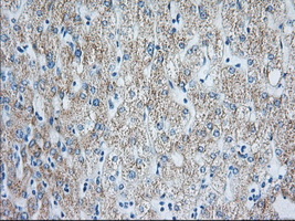 HIBCH Antibody - IHC of paraffin-embedded Human liver tissue using anti-HIBCH mouse monoclonal antibody. (Dilution 1:50).