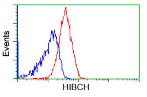 HIBCH Antibody - Flow cytometric Analysis of Jurkat cells, using anti-HIBCH antibody, (Red), compared to a nonspecific negative control antibody, (Blue).