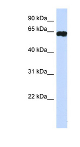 HIC2 Antibody - HIC2 antibody Western blot of 293T cell lysate. This image was taken for the unconjugated form of this product. Other forms have not been tested.