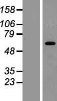 HIC2 Protein - Western validation with an anti-DDK antibody * L: Control HEK293 lysate R: Over-expression lysate