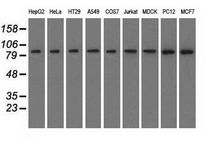 HID1 / C17orf28 Antibody - Western blot analysis of extracts (35ug) from 9 different cell lines by using anti-C17orf28 monoclonal antibody.