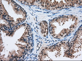 HID1 / C17orf28 Antibody - Immunohistochemical staining of paraffin-embedded Human prostate tissue using anti-C17orf28 mouse monoclonal antibody. (Dilution 1:50).