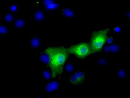 HID1 / C17orf28 Antibody - Anti-C17orf28 mouse monoclonal antibody  immunofluorescent staining of COS7 cells transiently transfected by pCMV6-ENTRY C17orf28.