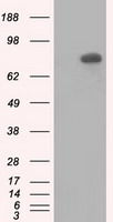 HID1 / C17orf28 Antibody - HEK293T cells were transfected with the pCMV6-ENTRY control (Left lane) or pCMV6-ENTRY C17orf28 (Right lane) cDNA for 48 hrs and lysed. Equivalent amounts of cell lysates (5 ug per lane) were separated by SDS-PAGE and immunoblotted with anti-C17orf28.