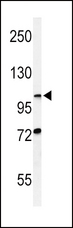 HIF1A / HIF1 Alpha Antibody - Western blot of HIF1A Antibody in CHO cell line lysates (35 ug/lane). HIF1A (arrow) was detected using the purified antibody.