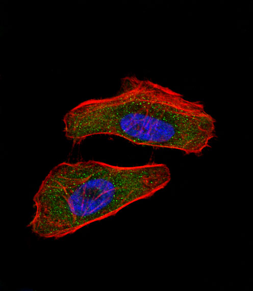 HIF1A / HIF1 Alpha Antibody - Fluorescent confocal image of HeLa cell stained with HIF1A Antibody. HeLa cells were fixed with 4% PFA (20 min), permeabilized with Triton X-100 (0.1%, 10 min), then incubated with HIF1A primary antibody (1:25, 1 h at 37°C). For secondary antibody, Alexa Fluor 488 conjugated donkey anti-rabbit antibody (green) was used (1:400, 50 min at 37°C). Cytoplasmic actin was counterstained with Alexa Fluor 555 (red) conjugated Phalloidin (7units/ml, 1 h at 37°C). Nuclei were counterstained with DAPI (blue) (10 ug/ml, 10 min). HIF1A immunoreactivity is localized to cytoplasm and nucleus significantly.