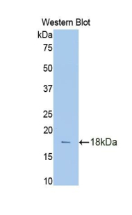 HIF1A / HIF1 Alpha Antibody - Western blot of recombinant HIF1A / HIF1 Alpha.  This image was taken for the unconjugated form of this product. Other forms have not been tested.