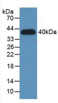 HIF1A / HIF1 Alpha Antibody - Western Blot; Sample: Recombinant HIF1a, Human.
