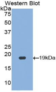 HIF1A / HIF1 Alpha Antibody - Western blot of recombinant HIF1A / HIF1 Alpha.  This image was taken for the unconjugated form of this product. Other forms have not been tested.