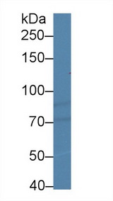 HIF1A / HIF1 Alpha Antibody - Western Blot; Sample: Human Hela cell lysate; Primary Ab: 2µg/ml Rabbit Anti-Gallus HIF1a Antibody Second Ab: 0.2µg/mL HRP-Linked Caprine Anti-Rabbit IgG Polyclonal Antibody