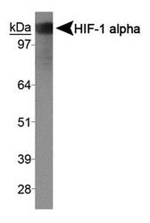 HIF1A / HIF1 Alpha Antibody - HIF-1 alpha Antibody - Western blot on human recombinant HIF-1 alpha protein.  This image was taken for the unconjugated form of this product. Other forms have not been tested.