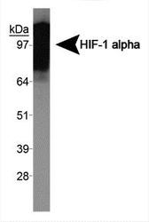 HIF1A / HIF1 Alpha Antibody - HIF-1 alpha Antibody - Western blot on human recombinant HIF-1 alpha protein.  This image was taken for the unconjugated form of this product. Other forms have not been tested.
