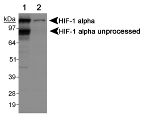 HIF1A / HIF1 Alpha Antibody - Detection of HIF-1 alpha. Lane 1: COS7 CoCl treated cells Lane 2: COS7 untreated cells.  This image was taken for the unconjugated form of this product. Other forms have not been tested.