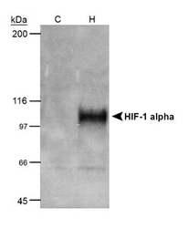 HIF1A / HIF1 Alpha Antibody - Western analysis of 50ug cobalt chloride induced COS-7 nuclear extracts.  This image was taken for the unconjugated form of this product. Other forms have not been tested.
