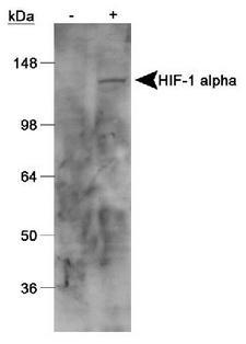 HIF1A / HIF1 Alpha Antibody - Western Blot analysis, anti-HIF-1 alpha, on cobalt chloride untreated/treated Cos 7 nuclear extracts.  This image was taken for the unconjugated form of this product. Other forms have not been tested.