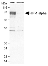 HIF1A / HIF1 Alpha Antibody - Detection of HIF-1 alpha in Cobalt Chloride treated/untreated Cos-7 nuclear extracts.  This image was taken for the unconjugated form of this product. Other forms have not been tested.