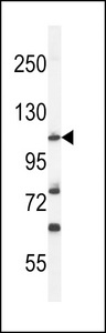 HIF1A / HIF1 Alpha Antibody - Western blot of HIF1Alpha Antibody in mouse NIH-3T3 cell line lysates (35 ug/lane). HIF1Alpha (arrow) was detected using the purified antibody.