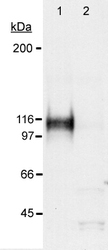 HIF1A / HIF1 Alpha Antibody - Detection of HIF-1 alpha in a hypoxic sample. Lane 1: CoCl2 treated Cos-7 nuclear extract (50 ug, hypoxic). Lane 2: Untreated Cos-7 nuclear extract (50 ug, normoxic). 10 second ECL exposure.  This image was taken for the unconjugated form of this product. Other forms have not been tested.