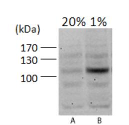 HIF1A / HIF1 Alpha Antibody - HIF-1 alpha Antibody - WB analysis of HIF-1 alpha in A. PC12 (rat) cells, 20% oxygen and B. PC12 (rat) cells, 1% oxygen.  This image was taken for the unconjugated form of this product. Other forms have not been tested.
