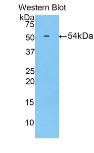 HIF1A / HIF1 Alpha Antibody - Western blot of recombinant HIF1A / HIF1 Alpha.  This image was taken for the unconjugated form of this product. Other forms have not been tested.