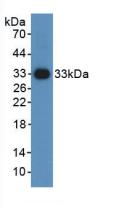 HIF1A / HIF1 Alpha Antibody