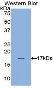 HIF1A / HIF1 Alpha Antibody - Western blot of recombinant HIF1A / HIF1 Alpha.  This image was taken for the unconjugated form of this product. Other forms have not been tested.