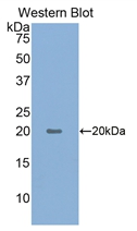 HIF1A / HIF1 Alpha Antibody - Western Blot; Sample: Recombinant protein.