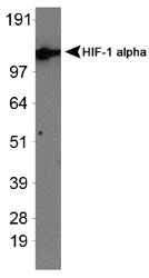 HIF1A / HIF1 Alpha Antibody - HIF-1 alpha [exon 13] Antibody - Western blot on human recombinant HIF-1 alpha protein.  This image was taken for the unconjugated form of this product. Other forms have not been tested.