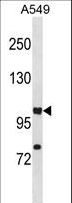 HIF1A / HIF1 Alpha Antibody - HIF1A Antibody western blot of A549 cell line lysates (35 ug/lane). The HIF1A antibody detected the HIF1A protein (arrow).