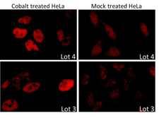 HIF1A / HIF1 Alpha Antibody - Detection of Human HIF1 alpha by Immunocytochemistry. Sample: Formaldehyde-fixed asynchronous HeLa cells treated with cobalt chloride-200 mcM (left) or mock treatment (right). Antibody: Affinity purified rabbit anti-HIF1 alpha used at a dilution of 1:100 (2 ug/ml). Detection: Red-fluorescent Goat anti-Rabbit IgG-heavy and light chain cross-adsorbed Antibody DyLight 594 Conjugated.