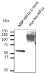 HIF1A / HIF1 Alpha Antibody - Western blot. Anti-HIF1a antibody at 1:1000 dilution. MBP-HIF1a C-term recombinant protein and 293 cells transfected with myc-his-HIF1a in the presence of CoCl2. Lysate at 100 ug per lane. Rabbit polyclonal to goat IgG (HRP) at 1:10000 dilution.