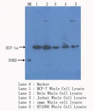 HIF1A / HIF1 Alpha Antibody -  This image was taken for the unconjugated form of this product. Other forms have not been tested.