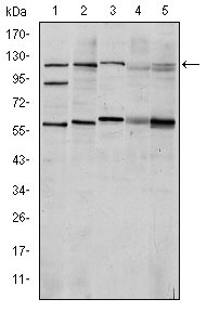 HIF1A / HIF1 Alpha Antibody - Western blot using HIF1A mouse monoclonal antibody against Cos7 (1), HeLa (2), Jurkat (3), RAJI (4) and NIH/3T3 (5) cell lysate.
