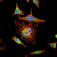 HIF1A / HIF1 Alpha Antibody - Immunofluorescence of HeLa cells using HIF1A mouse monoclonal antibody (green). Blue: DRAQ5 fluorescent DNA dye. Red: Actin filaments have been labeled with Alexa Fluor-555 phalloidin.