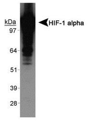 HIF1A / HIF1 Alpha Antibody - HIF-1 alpha [exon 12] Antibody - Western blot on human recombinant HIF-1 alpha protein.  This image was taken for the unconjugated form of this product. Other forms have not been tested.