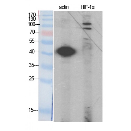HIF1A / HIF1 Alpha Antibody - Western blot of HIF-1alpha antibody