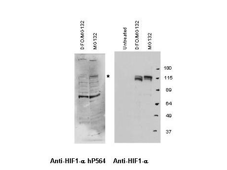 HIF1A / HIF1 Alpha Antibody - Anti-HIF-1alphaHYDROXYP564 Antibody - Western Blot. Western blot of anti-HIF-1alphaHYDROXYP564 antibody shows detection (left panel) of hydroxylated HIF-1alpha in nuclear extracts of A549 cells treated with MG132 (a proteosome inhibitor). Hydroxyproline is not recognized on HIF-1alpha when cells are first treated with DFO, a prolyl hydroxylase inhibitor that prevents HIF hydroxylation. Control staining is shown (right panel) using conventional anti-HIF-1alpha. The asterisk marks a band approximately 110 kD in size corresponding to HIF1-????The primary antibody was used at a 1:1000 dilution in 2% BLOTTO. Personal Communication, L. Neckers and O. Aprelikova, NCI, Bethesda, MD.