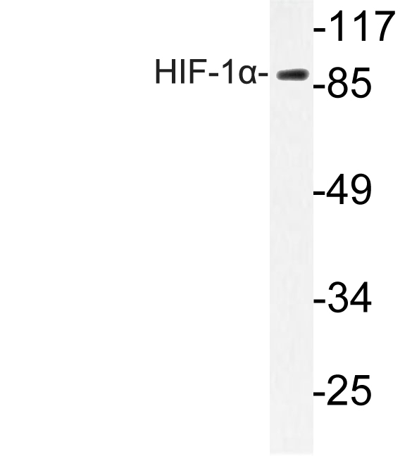 HIF1A / HIF1 Alpha Antibody - Western blot of HIF-1 (K377) pAb in extracts from LOVO cells.