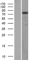 HIF1A / HIF1 Alpha Protein - Western validation with an anti-DDK antibody * L: Control HEK293 lysate R: Over-expression lysate