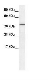 HIF1AN Antibody - Fetal Heart Lysate.  This image was taken for the unconjugated form of this product. Other forms have not been tested.